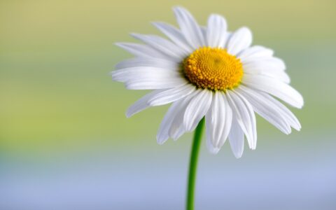 自媒体发展到今天，几乎不存在还没有人做的领域，那么我还有做起来的机会呢？以下几个细分领域，新人不妨试试看