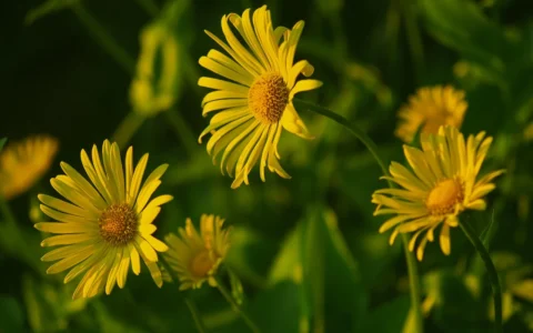 为什么短视频的要求，要远远高于长视频呢？这是很多抖音创作者的心声，经过分析，主要有以下7个原因