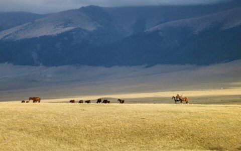 商汤科技和灰豚AI数字人之间有什么区别呢