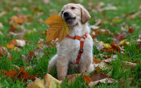 FCPX 11 中的磁性遮罩在哪些视频制作场景中能发挥作用？