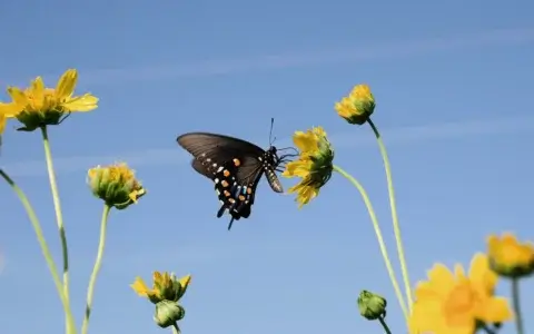 抛弃 PR 思维！Final Cut Pro 独特的“磁性时间线”，才是新手剪辑的作弊神器