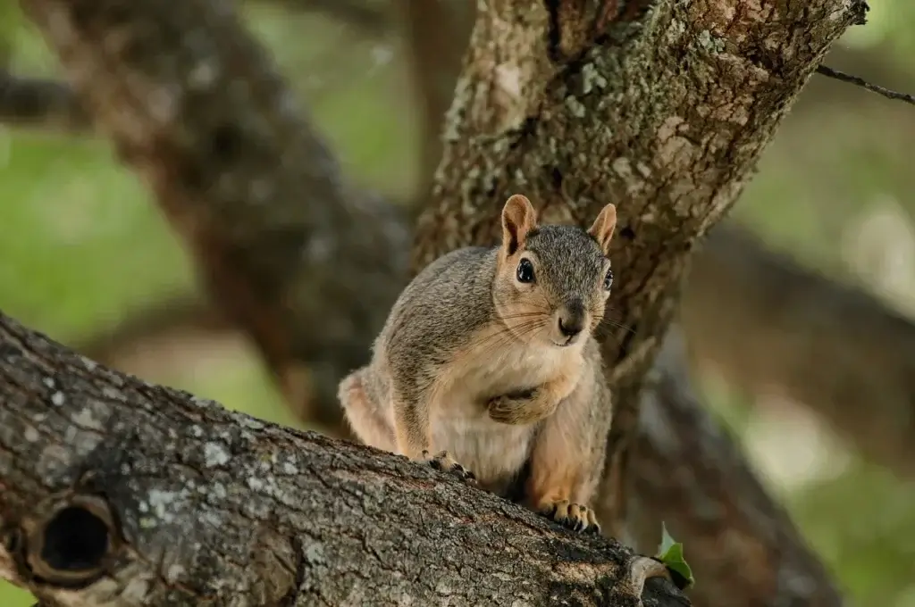 在团队管理中，如何避免成员对Why的理解出现偏差？有哪些有效的对齐方法？