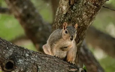 在团队管理中，如何避免成员对Why的理解出现偏差？有哪些有效的对齐方法？
