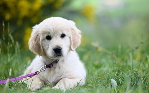 0 基础急救包：Final Cut Pro 界面全是英文看不懂？关掉这 3 个开关瞬间顺手